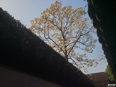 【三月芳菲】+玉蘭花