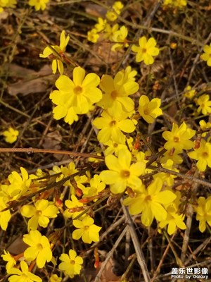 【三月芳菲】+草長(zhǎng)鶯飛