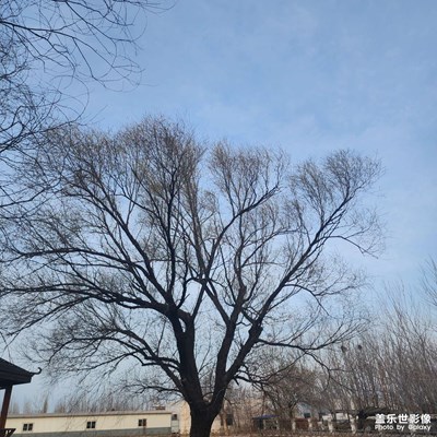 三月芳菲 隨手拍