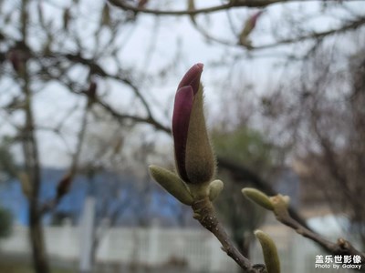 【三月芳菲】+踏青