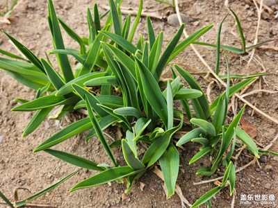 【三月芳菲】+初春