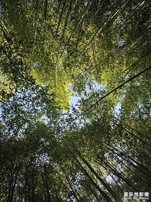 【三月芳菲】+竹趣