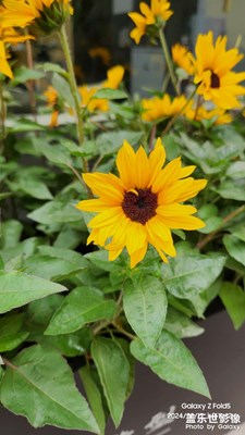 【三月芳菲】+踏青