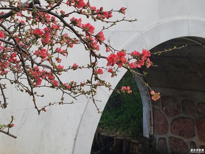 【三月芳菲】+三月花開