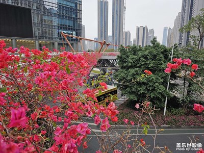 【三月芳菲】雨后隨拍