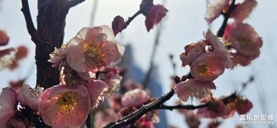 【三月芳菲】+逛公園