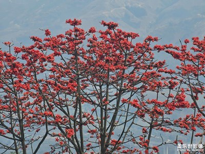 【三月芳菲】木棉花開