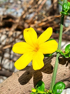 【三月芳菲】+S10煥發(fā)第二春