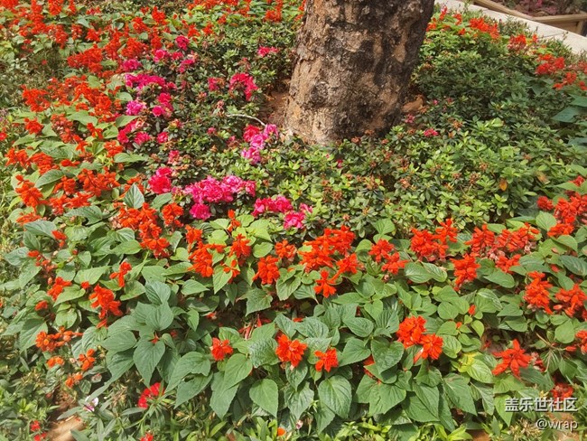 【迎接美好】春色滿園