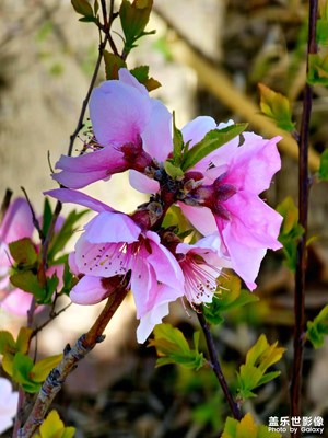 【三月芳菲】三月春花漸次醒