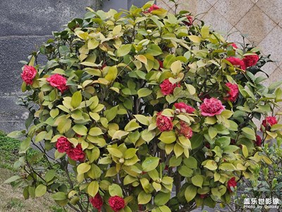 【三月芳菲】+期待百花開