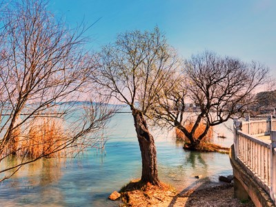 【三月芳菲】+冬末春初