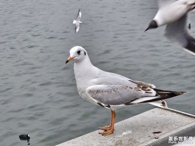 【三月芳菲】+海鷗海鷗