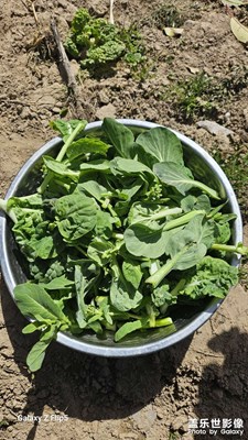 【我的鄉(xiāng)村生活】學校的菜地