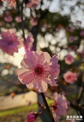 【三月芳菲】+梅花盛開