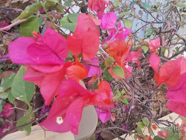 【迎接美好】春色滿園