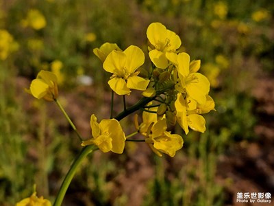 等閑一晤東風(fēng)面，無意招蜂蜂自來