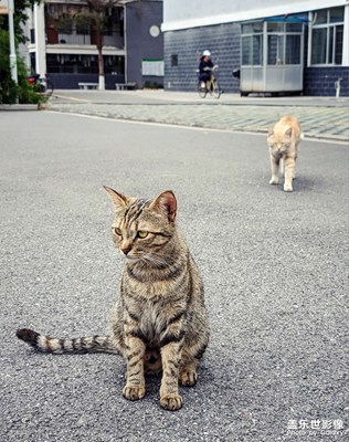 校園里的貓咪