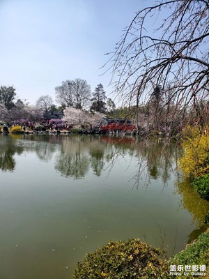 【醉春山】＋ 春看櫻花