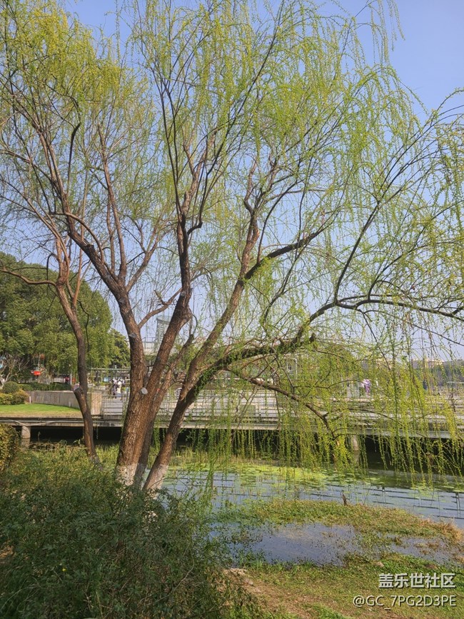 【春影留痕】初春