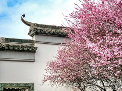 （醉春山）+芳菲始