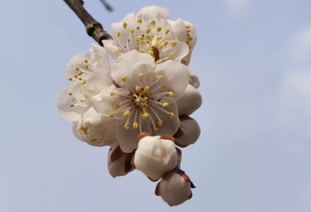 【春暖花開】綻放美麗時(shí)刻