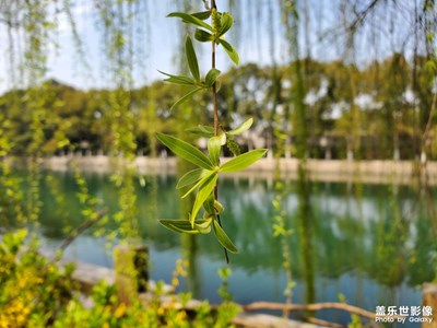 【醉春山】春日隨拍