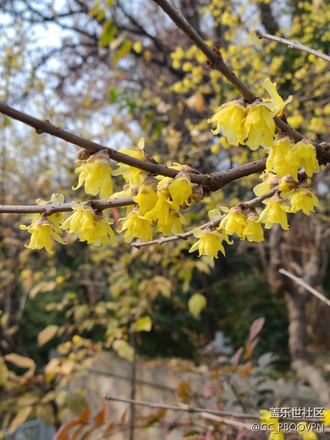 【冬天的故事】臘梅花開