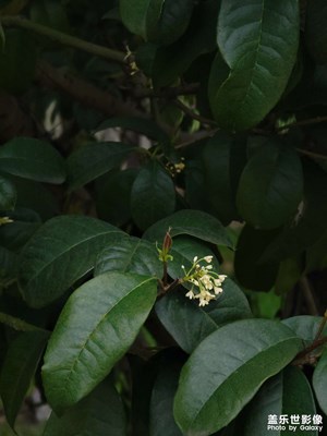 這個春天，秋天的花，也趕來湊熱鬧了！