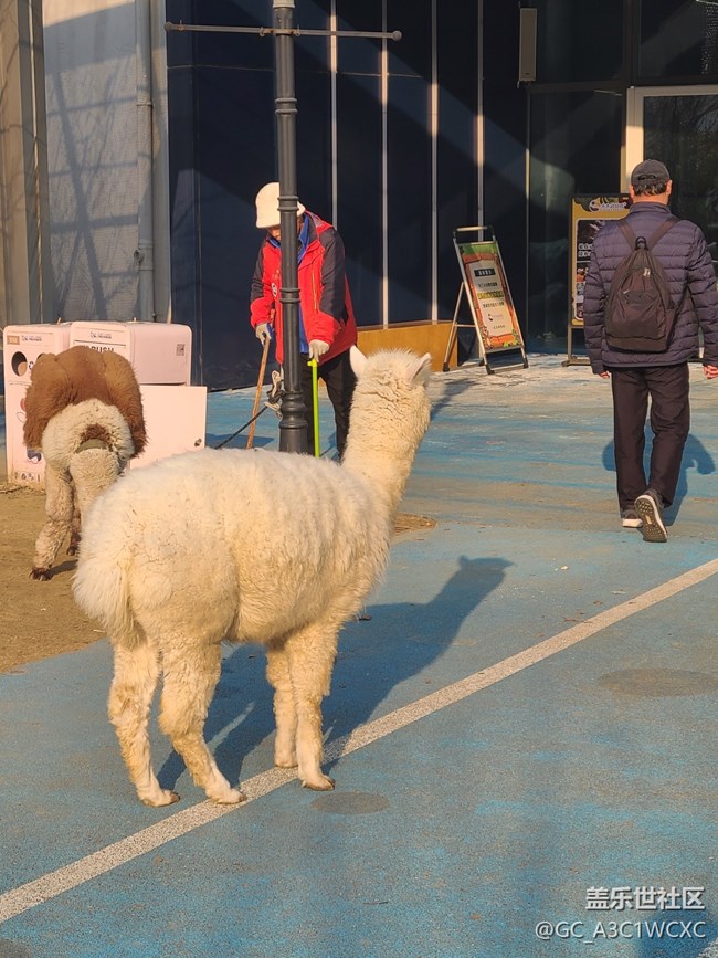 【冬天的故事】可愛動(dòng)物