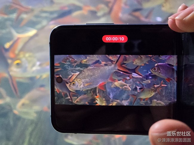 帶著Z Flip5去春游