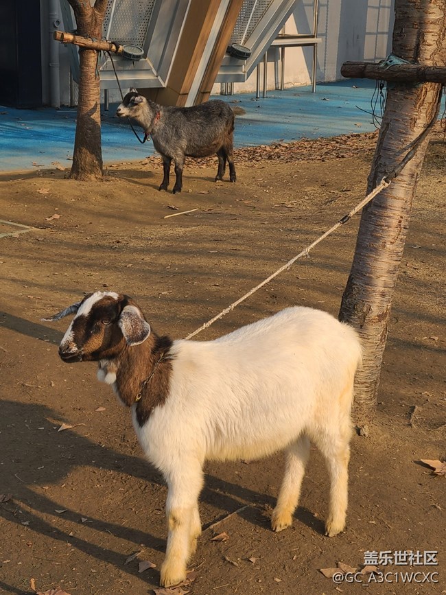 【冬天的故事】可愛動(dòng)物