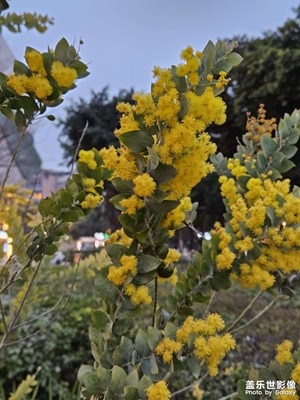 【眼界視界】相思樹