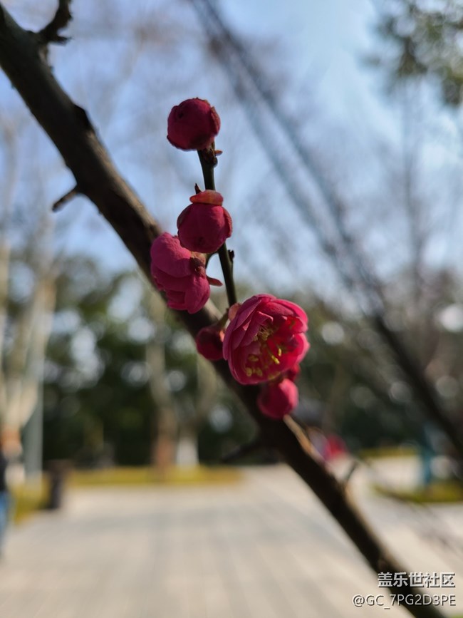 【生活中的小美好】美麗花開