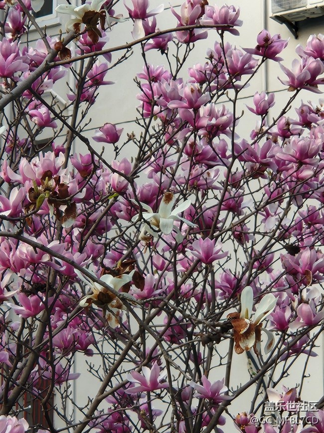 #初春時節(jié)——玉蘭花