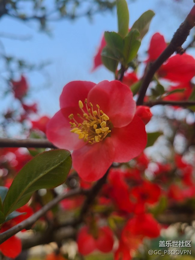 【春暖花開】美麗的花