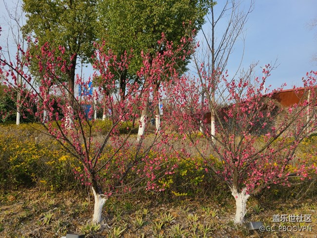 【春和景明】梅花盛開