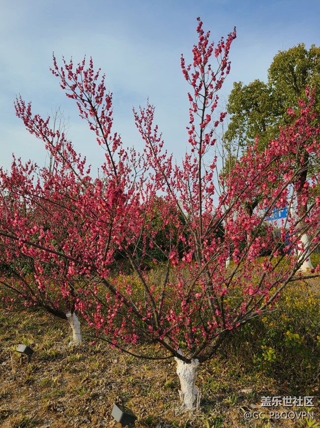 【春和景明】梅花盛開