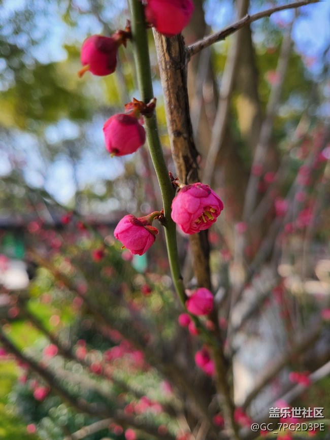 【生活中的小美好】美麗花開