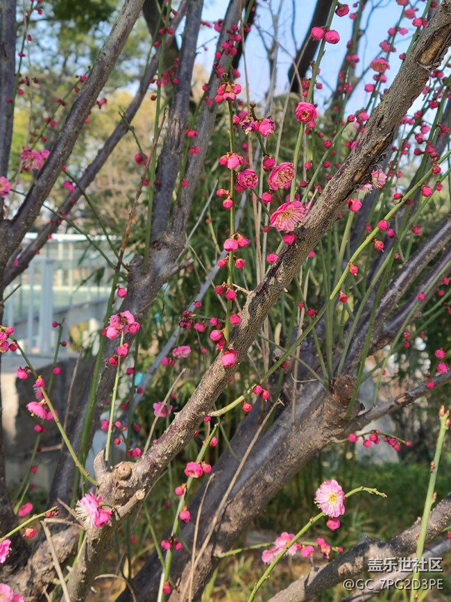 【生活中的小美好】美麗花開