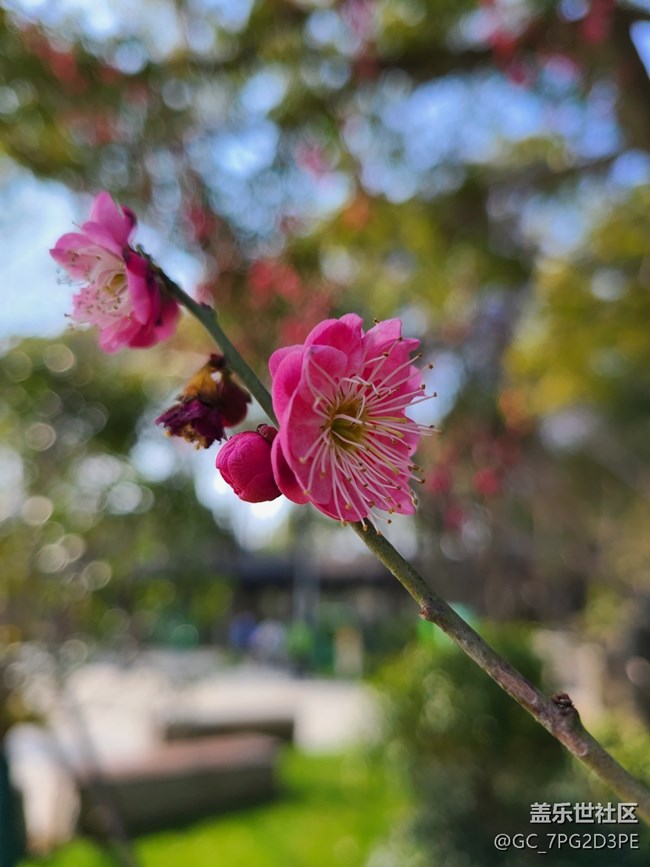 【生活中的小美好】美麗花開
