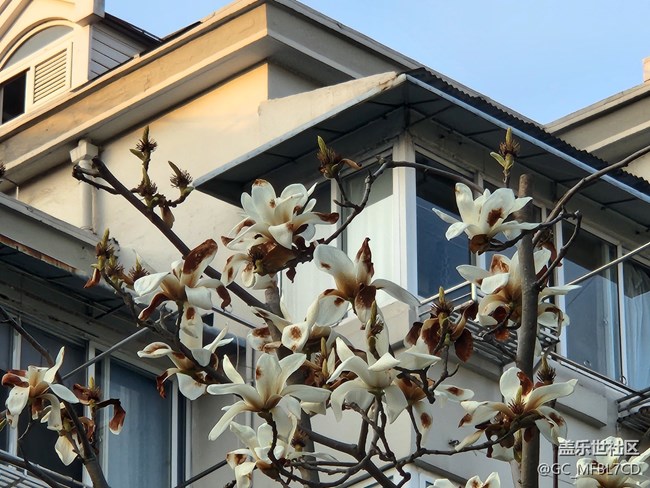 #初春時節(jié)——玉蘭花