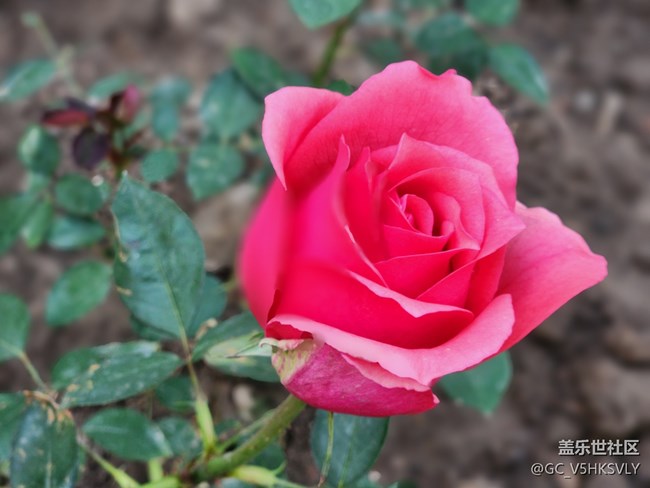 #初春時(shí)節(jié)——花