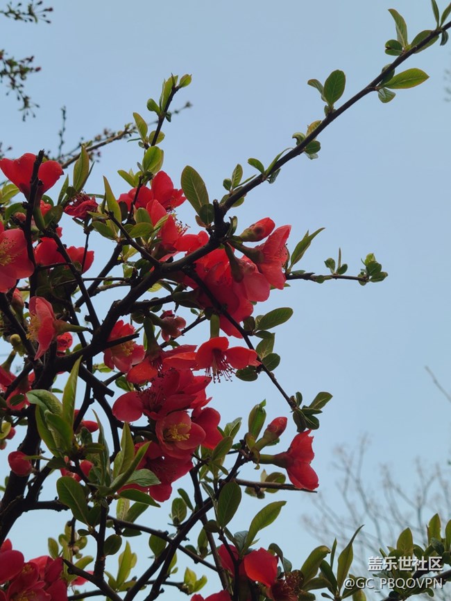 【春暖花開】美麗的花