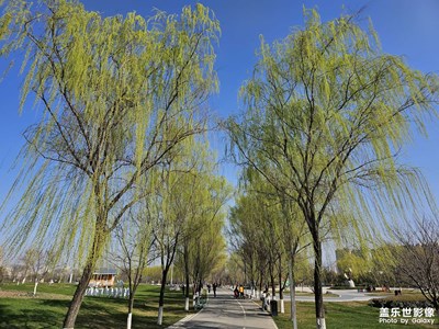 【醉春山】+春日游園