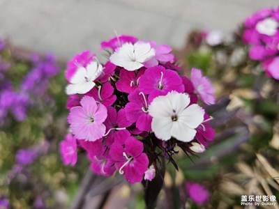 【醉春山】花開