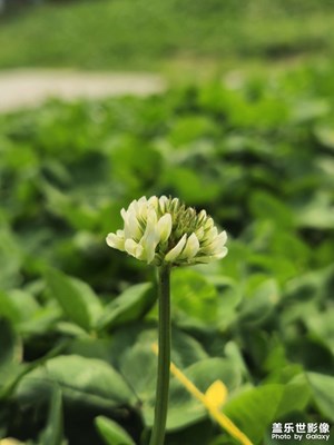 【醉春山】待到山花爛漫時