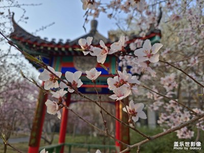 【醉春山】盛春桃花