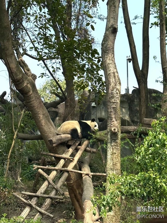 【迎接美好】看熊猫