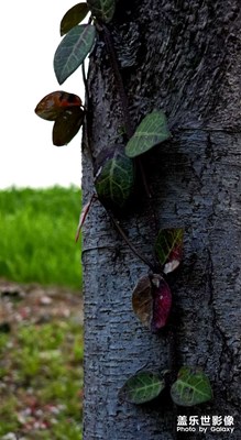 【眼界視界】+春光隨拍